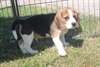 Chiots beagle male et femelle