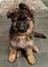 Chiot berger allemand mâle