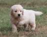 Chiots Golden Retriever male et femelle A DONNER
