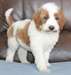 Chiots Setter Irlandais
