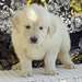 Chiots Golden Retriever