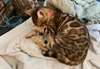 Chaton bengal  a donner - photo 1
