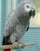 Tr&#232;s Belle perroquet gris du gabon - photo 1