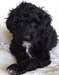 Chiots Portuguese Water Dog