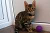 Magnifique chatons bengal A DONNER