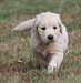 Chiots Golden Retriever male et femelle A DONNER