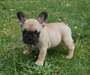 Adorable femelle bouledogue francais