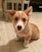 Magnifiques chiots corgis