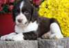 Chiots Springer anglais