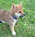 Adorable femelle shiba inu A DONNER