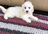 Chiots Coton De Tuléar à vendre