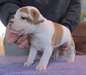 Chiots Staffordshire Bull Terrier - photo 1