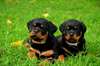 Chiots rottweiler mâle et femelle A DONNER