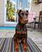 Magnifique Chiot Male dobermann