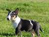 Chiot femelle bull terrier A DONNER