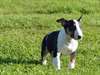 Chiot femelle bull terrier A DONNER