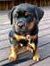 Chiot mâle rottweiler A DONNER