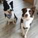 Magnifique chiots border collie male et femelle