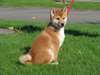 Chiot mâle shiba inu