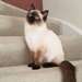 Magnifiques chatons Ragdoll A DONNER