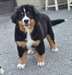 Chiot bouvier bernois femelle