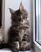 Chatons maine coon male et femelle