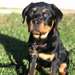 Adorable femelle rottweiler A DONNER