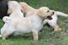 Chiots Labrador Male et femelle A DONNER