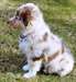 Femelle Berger Australien A DONNER