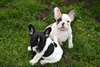 Chiots bouledogue francais male et femelle