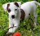 Magnifiques chiots Jack Russell male et femelle