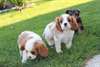 Superbes Chiots cavalier king charles a donner