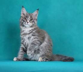 Chaton maine coon m&#226;le A DONNER