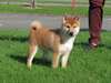 Chiot mâle shiba inu