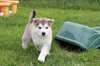 Chiots Alaskan Malamute male et femelle