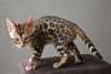 Magnifique chatons bengal A DONNER