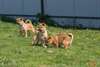 Adorables chiots shiba inu A DONNER