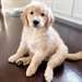 Chiot femelle golden retriever A DONNER