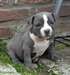 chiot American bully pour Noel
