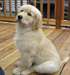 Chiot Mâle golden retriever A DONNER