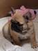 chiot bouledogue Français pour Noel