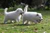 Magnifiques chiots Berger Blanc Suisse A DONNER