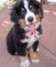 Chiots Bouvier bernois male et femelle