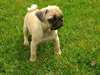 Magnifiques chiots Carlin male et femelle A DONNER
