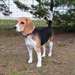 Adorable Chiot Beagle femelle