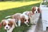 Superbes Chiots cavalier king charles a donner