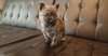Chiots Cairn Terrier - photo 1
