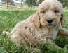 Chiots standard Poodle