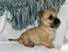 Chiots Cairn Terrier