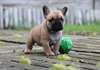 DONNE Chiots bouledogue francais